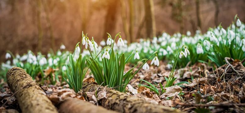 Hotel Eibl-Brunner: Frühling - Zeit zum Aufblühen