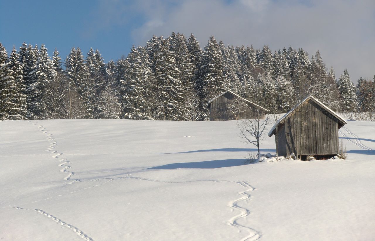 Winter nähere Umgebung I