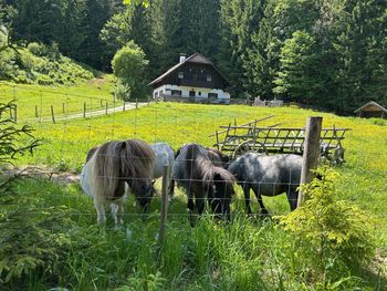 Hochsteinalm - Oberösterreich - Österreich