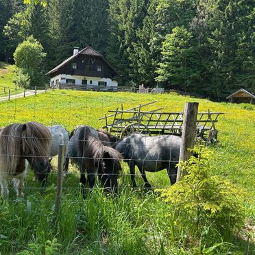 Summer, Hochsteinalm, Traunkirchen, Oberösterreich, Upper Austria, Austria