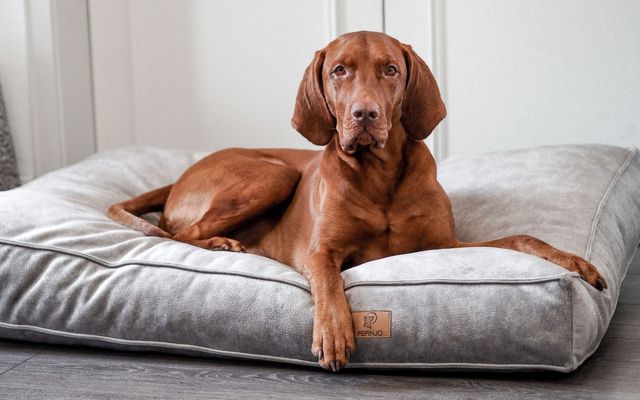 Hunde Set (bei Sturmhaube, Vogelkoje, Hummerkoje & Mobilheime möglich) - Gut Oehe