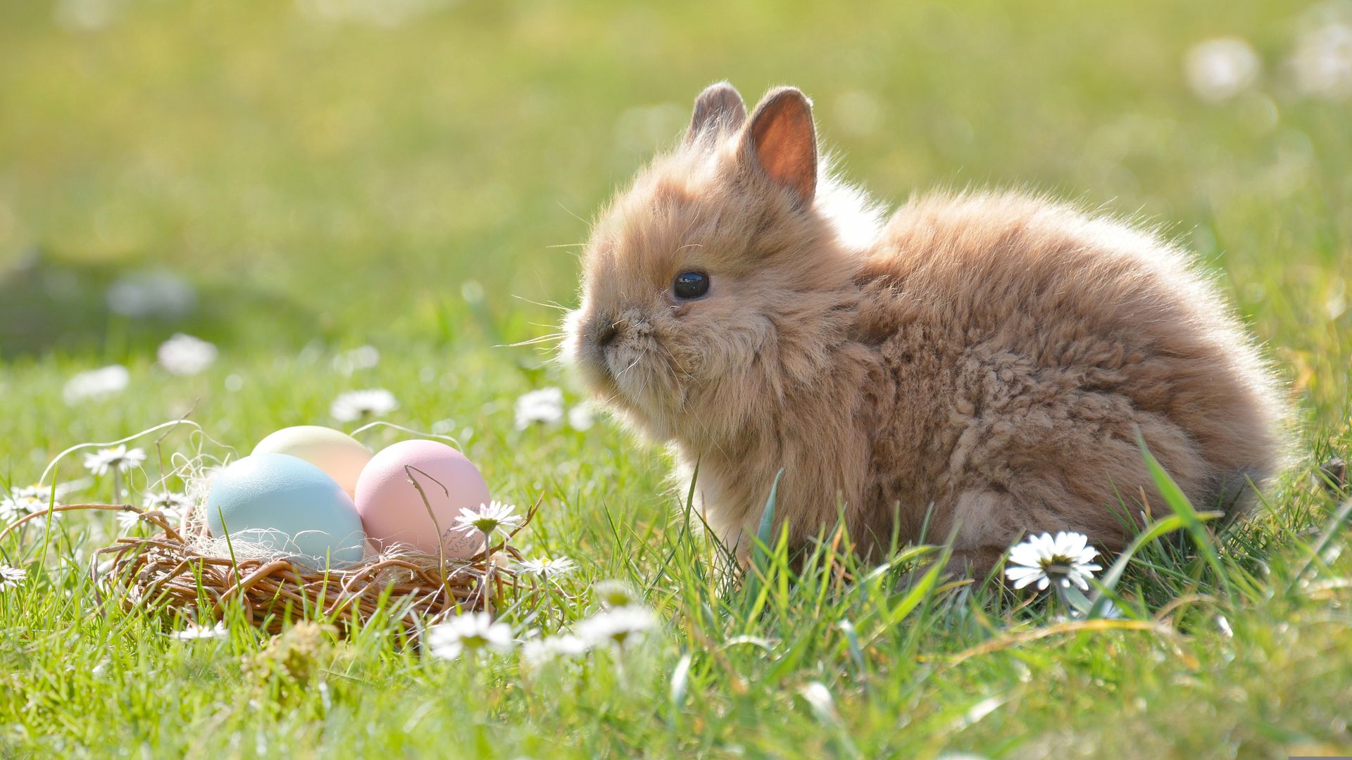 Osterhase