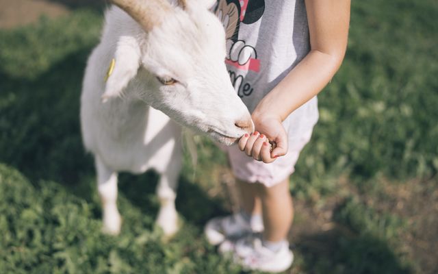 Kind füttert Ziege am MInibauernhof