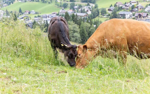 1001 G´Spass mit Alpaka, Pony & Co. image 3 - Familotel Kärnten Der Kirchheimerhof - Superior Refugium