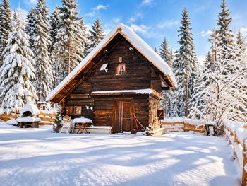 Waldbienenhütte - Kärnten - Österreich
