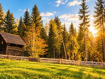Waldbienenhütte - Kärnten - Österreich