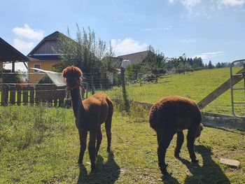 Waldbienenhütte - Carinthia  - Austria