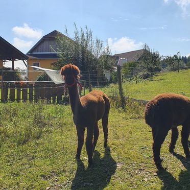 Sommer, Waldbienenhütte, Diex, Kärnten, Kärnten, Österreich