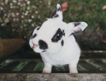 Top Angebot: Ostern im Biohotel - Biohotel Rupertus