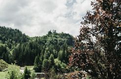 Bio-Familienzimmer Waldstimmung (6/8) - Biohotel Rupertus