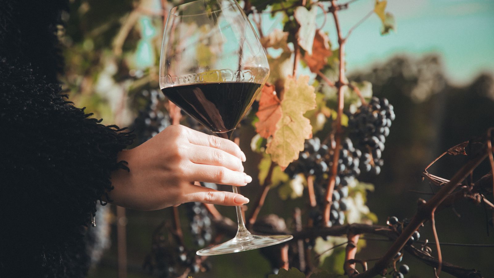 Bild #4 - Scheiblhofer THE RESORT 