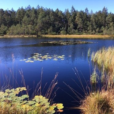 Sommer, Hütte im Moor, Gstadt, Bayern, Bayern, Deutschland