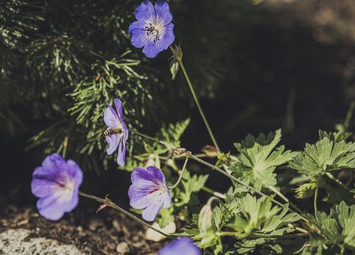 Biohotel Rastbichlhof: Urlaub in Tiroler Natur genießen - Biohotel Rastbichlhof , Neustift im Stubaital, Tirol, Österreich