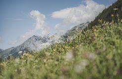 Biohotel Rastbichlhof: Almen mit blühenden Wiesen. Berge mit mäjestätischen Gipfeln - Biohotel Rastbichlhof , Neustift im Stubaital, Tirol, Österreich