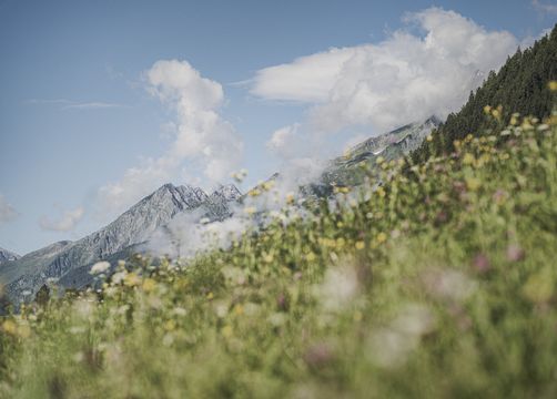 Biohotel Rastbichlhof: Almen mit blühenden Wiesen. Berge mit mäjestätischen Gipfeln - Biohotel Rastbichlhof , Neustift im Stubaital, Tirol, Österreich