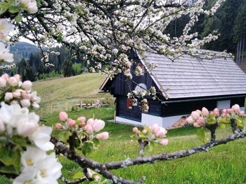 Alte Schmiedn - Steiermark - Österreich