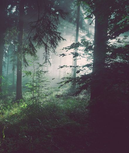 Angebot: Schwarzwald Deal 5=4 - Natur- & Sporthotel Zuflucht