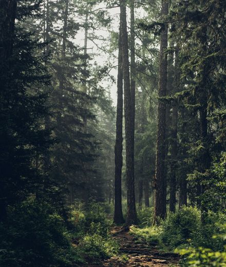 Angebot: Schwarzwald Deal 10=8 - Natur- & Sporthotel Zuflucht