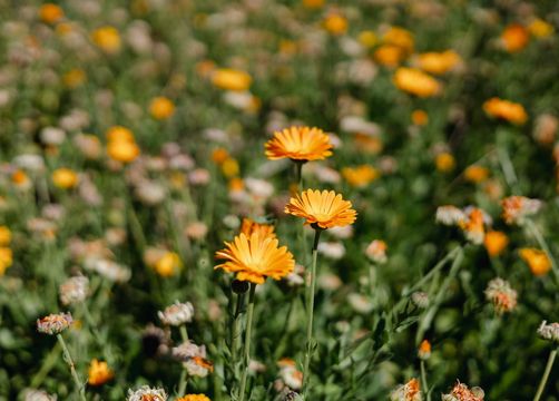 RETTER Bio-Natur-Resort: Garten - RETTER BIO-NATUR-RESORT, Pöllauberg, Steiermark, Österreich