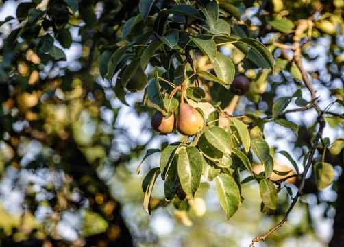 Bio- und Vitalbauernhof Bacherhof: Produkte von eigner Landwirtschaft - Bio- und Vitalbauernhof Bacherhof, Millstatt am See, Millstätter See, Kärnten, Österreich