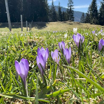 Angebot: Frühlingsgefühle - Königshof Hotel Resort Oberstaufen