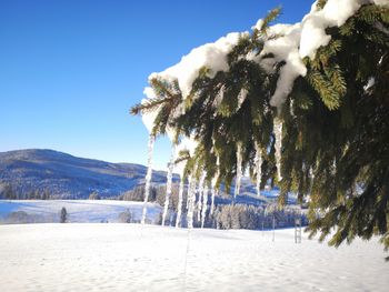 Kleine Almliebe - Kärnten - Österreich
