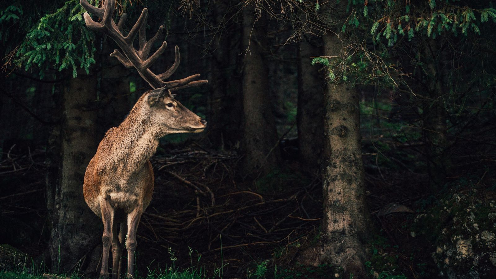 image #5 - Torghele’s Wald und Fluh