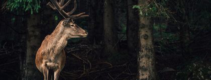 Torghele’s Wald und Fluh in Balderschwang, Bavaria, Germany - image #4