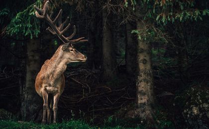 Torghele’s Wald und Fluh in Balderschwang, Bavaria, Germany - image #3
