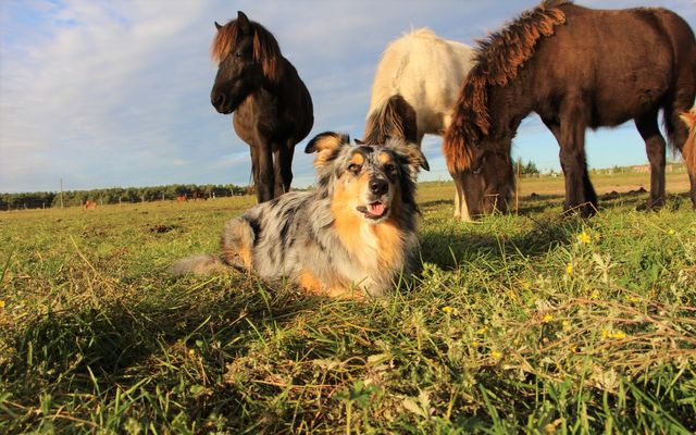 Reiter- und Erlebnisbauernhof Groß Briesen GmbH Bildergalerie