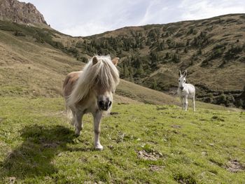Steinfeldalm - Tirol - Österreich