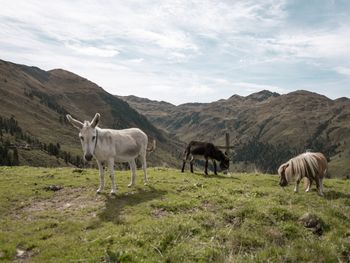 Steinfeldalm - Tirol - Österreich