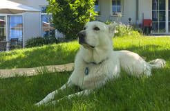 Bio Boutique Hotel Prüm: Urlaub mit Hund - Bio Boutique Hotel Prüm, Brauneberg, Mosel, Rheinland-Pfalz, Deutschland