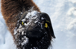 Bio Boutique Hotel Prüm: Urlaub mit Tieren - Bio Boutique Hotel Prüm, Brauneberg, Mosel, Rheinland-Pfalz, Deutschland