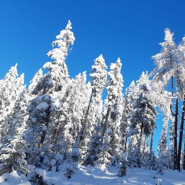 Winter, Ellend Hütte, Preitenegg, Kärnten, Österreich