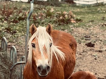 Ferienhaus Reisberg - Kärnten - Österreich