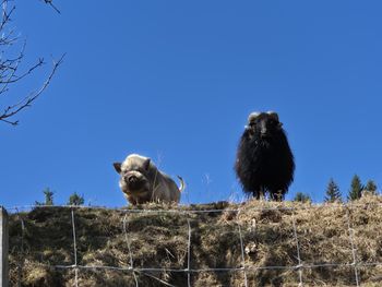 Ferienhaus Reisberg - Kärnten - Österreich