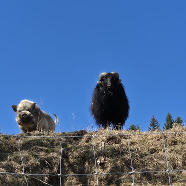 Tiere vom danebenliegenden Bauernhof, Ferienhaus Reisberg, St. Stefan, Kärnten, Österreich